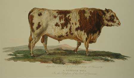 Garrard Suffolk Bull