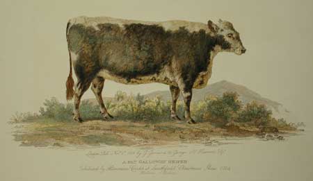 Garrard Galloway heifer