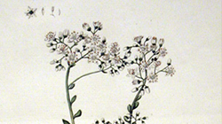 image of an antique print of a flower