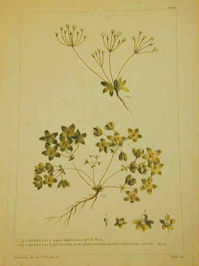Androsace