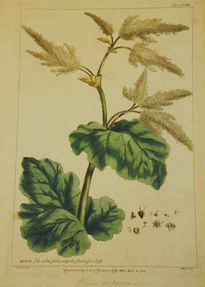 Rheum