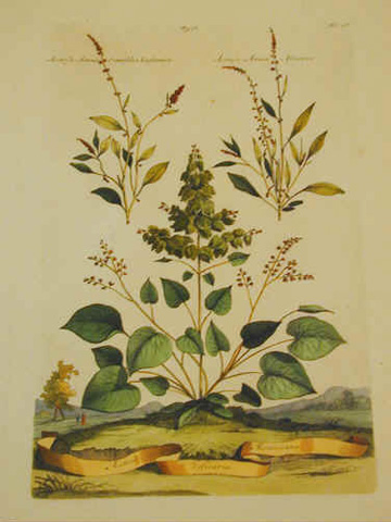 Acetosa Vesicaria Mexiocana
