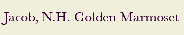 Jacob-Golden_marmoset
